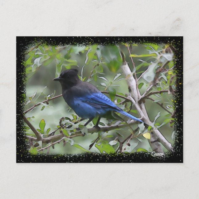 Blue Jay - Postkarte (Vorderseite)