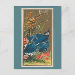Blue Jay Postkarte