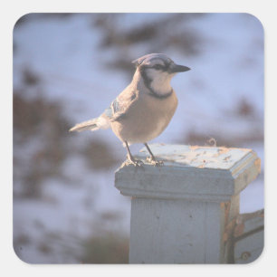 Blue Jay Quadratischer Aufkleber