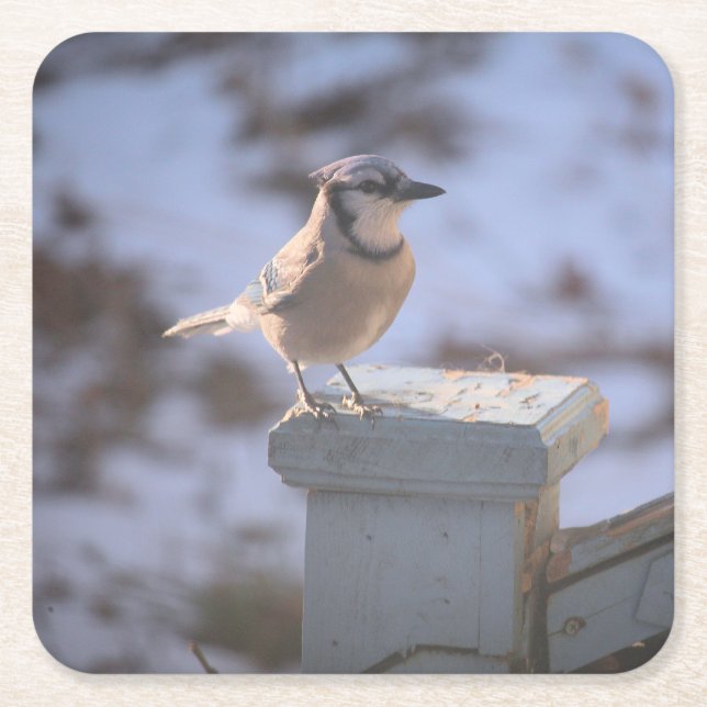 Blue Jay Rechteckiger Pappuntersetzer (Vorderseite)