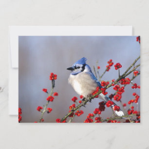 Blue Jay Restrukturierung auf Hawthorn Tree Feiertagskarte