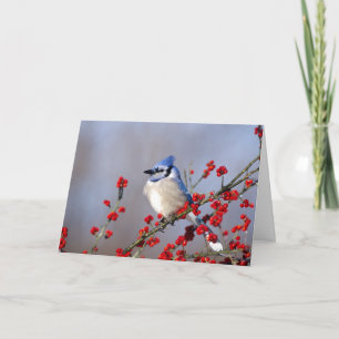 Blue Jay Restrukturierung auf Hawthorn Tree Feiertagskarte
