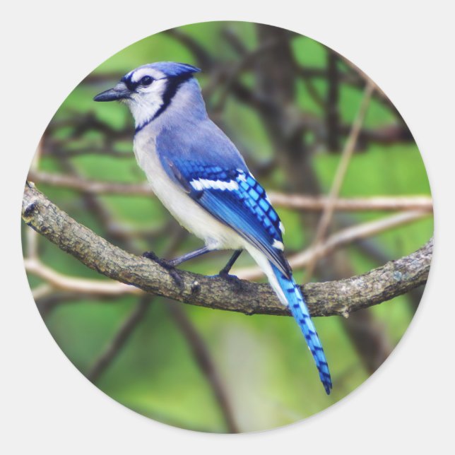 Blue Jay Round Aufkleber (Vorderseite)