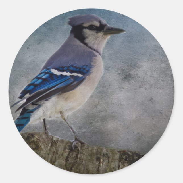 Blue Jay Runder Aufkleber (Vorderseite)