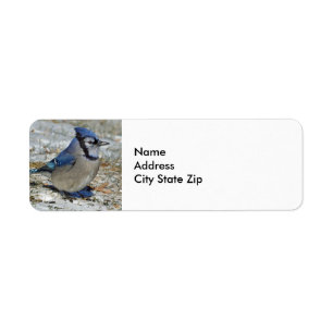 Blue Jay Snow Foto