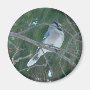 Blue Jay Songbird (Cyanocitta cristata) Magnet