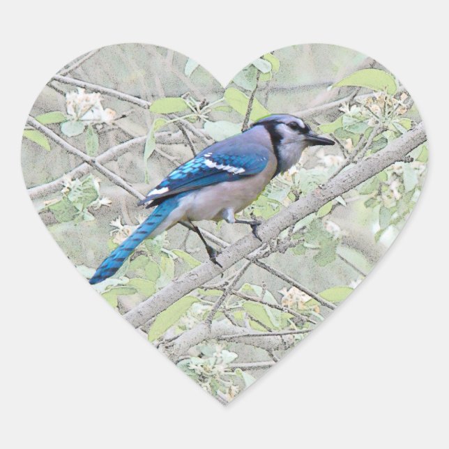 Blue Jay Songbird Herz-Aufkleber (Vorderseite)