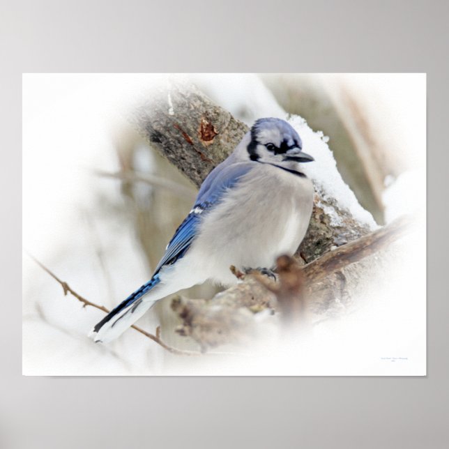 Blue Jay Songbird im Schnee Poster (Vorne)
