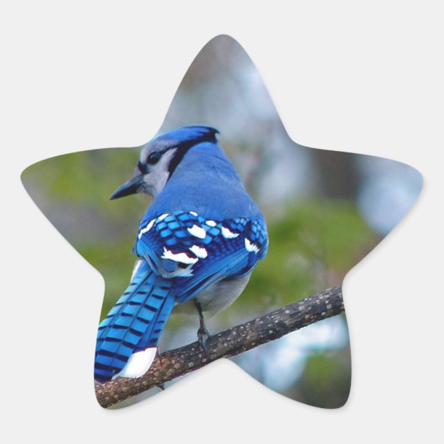 Blue Jay Stern-Aufkleber (Vorderseite)