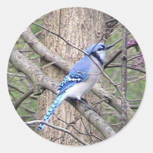 Blue Jay Sticker
