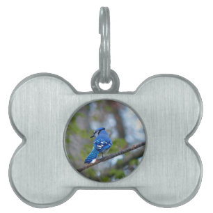 Blue Jay Tiermarke