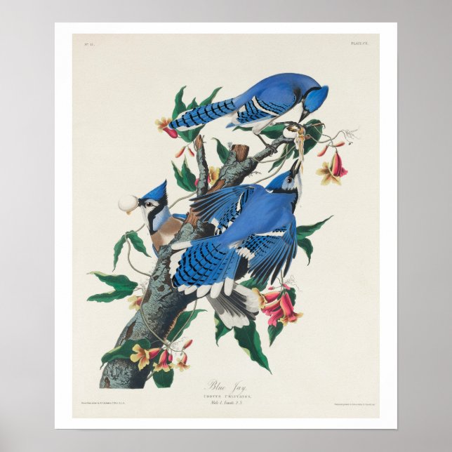 Blue Jay von Audubon Poster (Vorne)