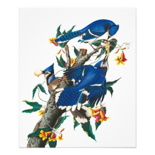 Blue Jay von John James Audubon Fotodruck