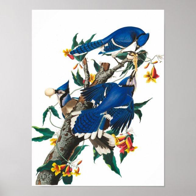 Blue Jay von John James Audubon Poster (Vorne)