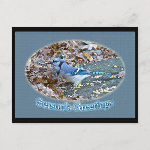 Blue Jay Weihnachtsgrüße-Serie Feiertagspostkarte