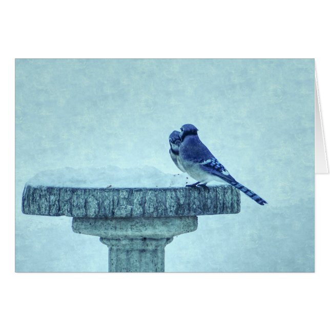 Blue Jay Winter Fütternd Painterly Grußkarte (Vorderseite (Horizontal))