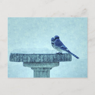 Blue Jay Winter Fütternd Painterly Postcard Postkarte