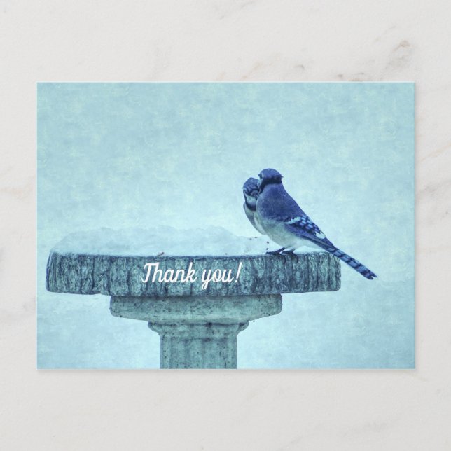 Blue Jay Winter Füttre schmerzlich Danke Postkarte (Vorderseite)