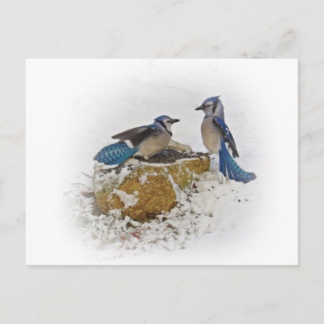 Blue Jays in Winter Postkarte (Vorderseite)
