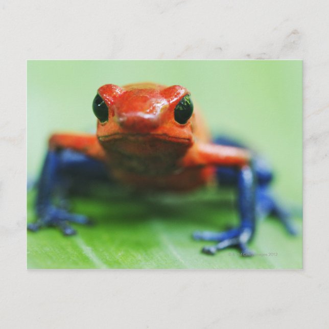 Blue Jean Frog Postkarte (Vorderseite)