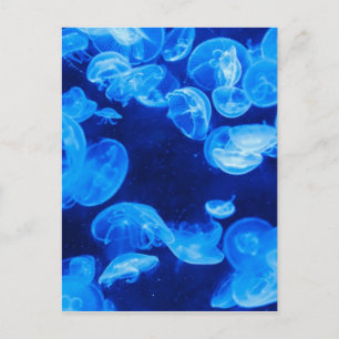 Blue Jellyfish underwater Postkarte