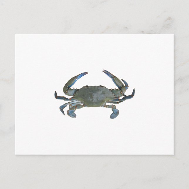 Blue "Jimmy" Crab Postkarte (Vorderseite)