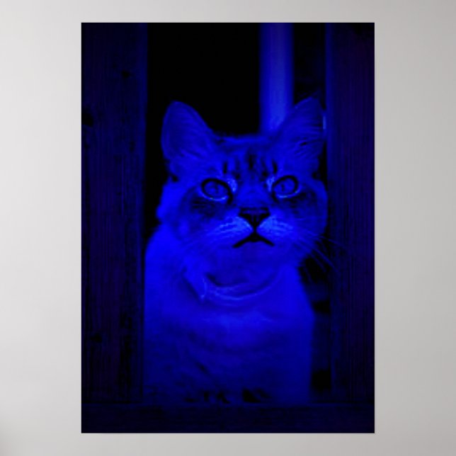 Blue Kitty Poster (Vorne)