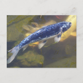 Blue koi Postkarte