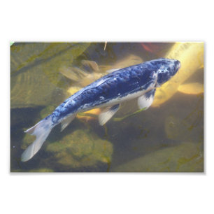 Blue koi print fotodruck