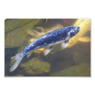 Blue koi print fotodruck