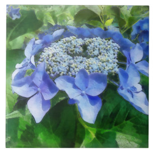 Blue Lace Cap Hydrangea Lasst uns Starlight tanzen Fliese
