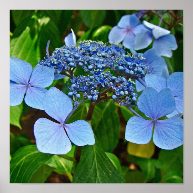 Blue Lace-Cap Hydrangea - Poster (Vorne)