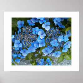 Blue Lacecap Hydrangea Floral Fotografie Poster