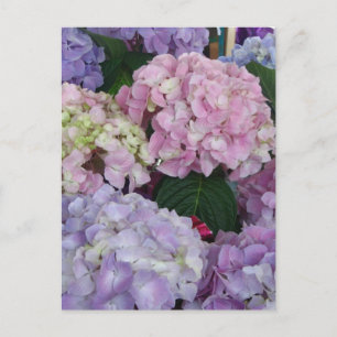 Blue Lavender Hydrangeas Postkarte