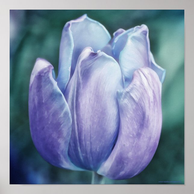 Blue Lila Tulip Fotografien Printwerbung Poster (Vorne)