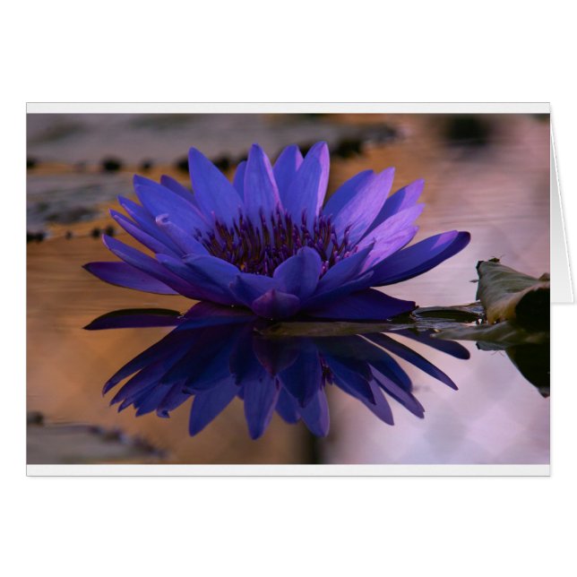 Blue Lily (Vorderseite (Horizontal))