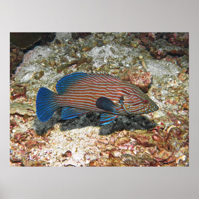 Blue Lined Grouper Poster (Vorne)