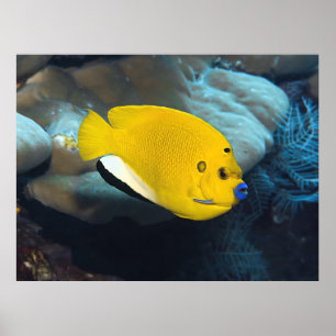 Blue Lip Angelfish Poster