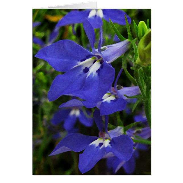 Blue Lobelia (Vorne)