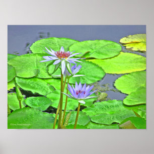 BLUE LOTUS BLOSSOM UND HELLE GRÜNE LILLE POSTER