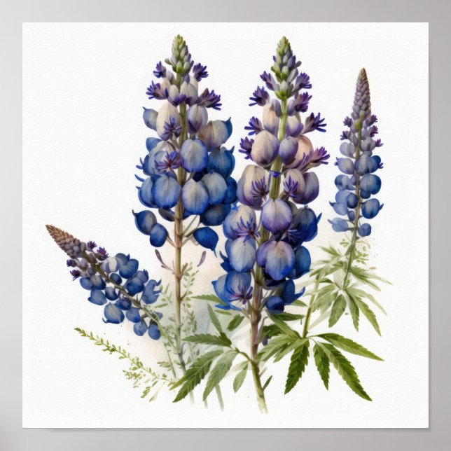Blue Lupine Blume Art Print Poster (Vorne)