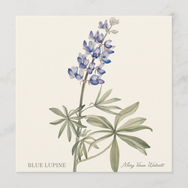 Blue Lupine by Mary Walcott (Vorderseite)