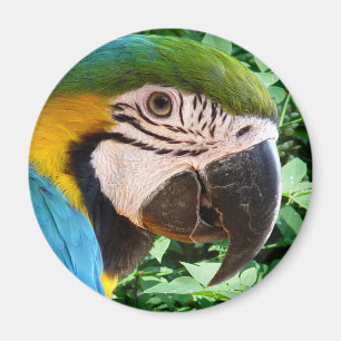 Blue Macaw Parrot Magnet