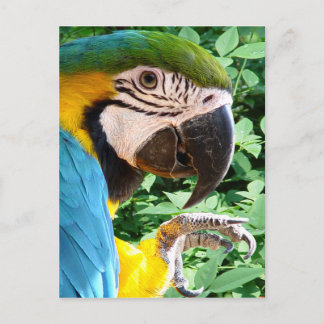 Blue Macaw Parrot Postcard Postkarte