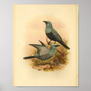 Blue Mafoor Cuckoo Shrike Bird Vintag Print Poster