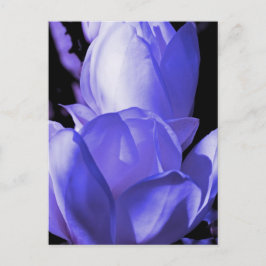 Blue Magnolia Postkarte
