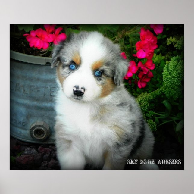 Blue Merle Aussie 2 Puppy Poster (Vorne)