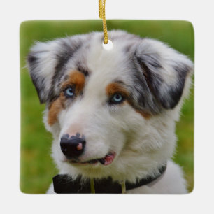 Blue Merle Australian Shepherd Puppy Keramikornament
