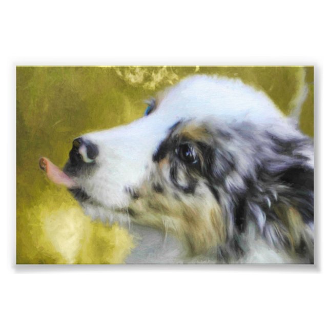 Blue Merle Australian Shepherd Welpe 2 Fotodruck (Vorne)