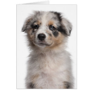 Blue Merle Australian Shepherd Welpe nah-up